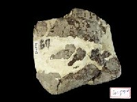 藏品(早坂犀肋骨)的圖片